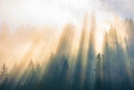 Live In the Realm of Miracles