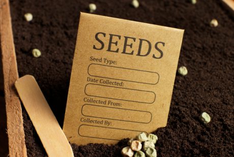 Aries: Plant Seeds for the Year