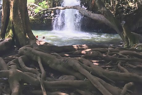 5 Life Lessons from the Trees (to Help You Unlock Your Potential!)